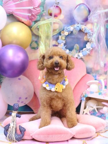 202408265チョコちゃん